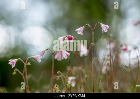 Twinflower; Linnaea borealis; Scozia; Regno Unito Foto Stock