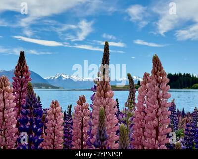 Lupini al lago Tekapo con il monte Cook in lontananza Foto Stock
