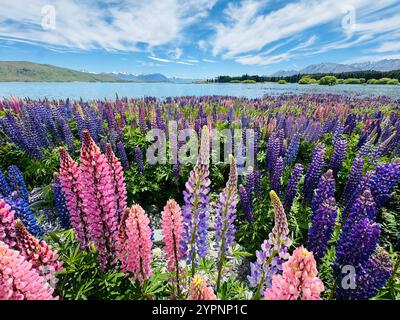 Lupini al lago Tekapo con il monte Cook in lontananza Foto Stock
