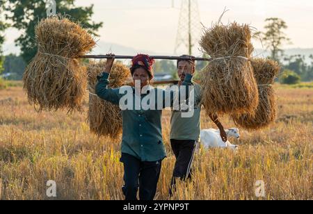 1° dicembre 2024: Gli agricoltori trasportano risaie raccolte, in un campo agricolo di riso, a Bokakhat, India, il 1° dicembre 2024. Il riso sali è la più importante coltura di riso dell'Assam, coltivata durante la stagione dei monsoni e raccolta in inverno. Il riso sali costituisce la spina dorsale dell'economia agricola di Assam. (Immagine di credito: © David Talukdar/ZUMA Press Wire) SOLO PER USO EDITORIALE! Non per USO commerciale! Foto Stock