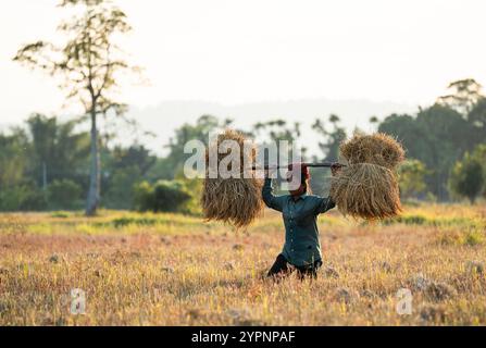 1° dicembre 2024: Una donna agricoltrice trasporta risone raccolto, in un campo agricolo di riso, a Bokakhat, in India, il 1° dicembre 2024. Il riso sali è la più importante coltura di riso dell'Assam, coltivata durante la stagione dei monsoni e raccolta in inverno. Il riso sali costituisce la spina dorsale dell'economia agricola di Assam. (Immagine di credito: © David Talukdar/ZUMA Press Wire) SOLO PER USO EDITORIALE! Non per USO commerciale! Foto Stock