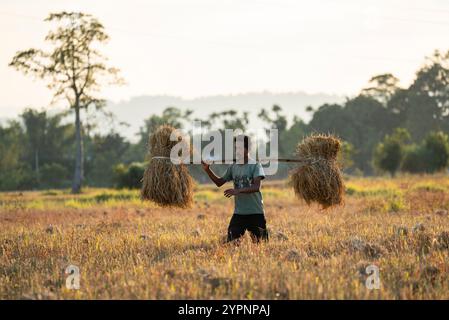 1° dicembre 2024: L’agricoltore trasporta risone raccolto, in un campo agricolo di riso, a Bokakhat, India, il 1o dicembre 2024. Il riso sali è la più importante coltura di riso dell'Assam, coltivata durante la stagione dei monsoni e raccolta in inverno. Il riso sali costituisce la spina dorsale dell'economia agricola di Assam. (Immagine di credito: © David Talukdar/ZUMA Press Wire) SOLO PER USO EDITORIALE! Non per USO commerciale! Foto Stock