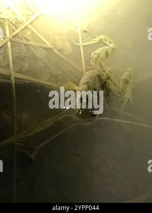 Froglet orientale comune (Crinia signifera) Foto Stock