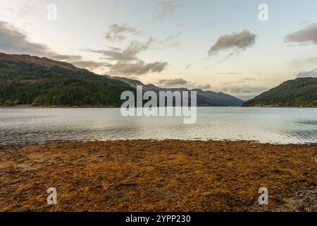 Il Loch Long, visto da vicino Glenmallan, Argyll e Bute, Scozia, Regno Unito Foto Stock