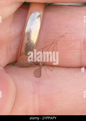 Gnat invernale (Trichocera annulata) Foto Stock