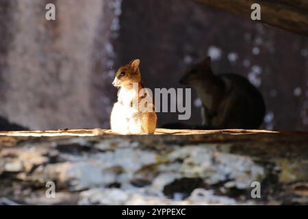 Wallaby orientale con orecchie corte (Petrogale wilkinsi) Foto Stock