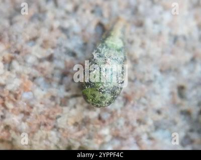Variabile Duskyface Fly (Melanostoma mellinum) Foto Stock