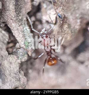 Tennessee Collaired ANT (Aphaenogaster tennesseensis) Foto Stock