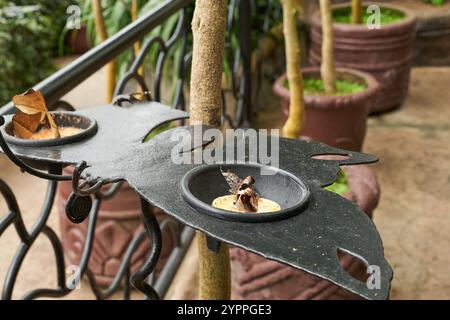 Vara Blanca, Costa Rica - 14 novembre 2024 - farfalle nel Parco naturale dei Giardini delle Cascate di la Paz Foto Stock