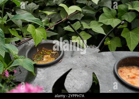 Vara Blanca, Costa Rica - 14 novembre 2024 - farfalle nel Parco naturale dei Giardini delle Cascate di la Paz Foto Stock