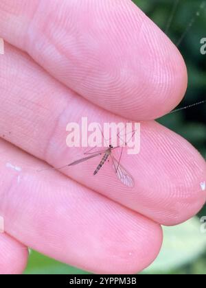 Gnat invernale (Trichocera annulata) Foto Stock