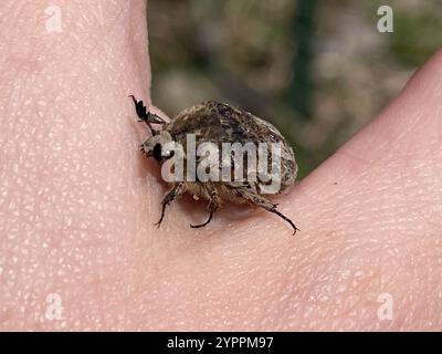 Fiore Bumble Beetle (Euphoria inda) Foto Stock