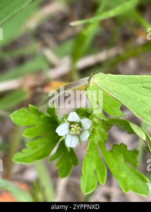 Texas Geranium (Geranium texanum) Foto Stock