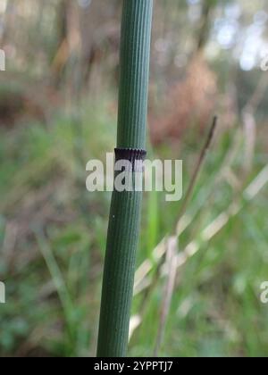 Scouringrush occidentale (Equisetum iemale affine) Foto Stock