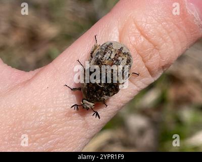 Fiore Bumble Beetle (Euphoria inda) Foto Stock