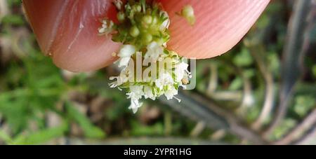 Arbusti falsi contrafforti (Spermacoce verticillata) Foto Stock