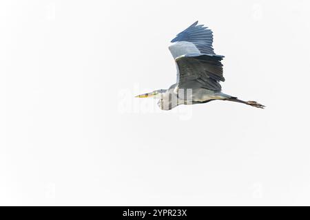 Un airone grigio (Ardea cinerea) in volo. Foto Stock