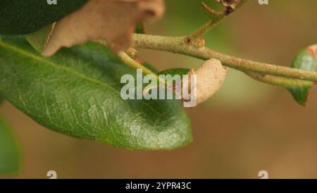 Rotolamento di foglie di quercia (Homoeolabus analis) Foto Stock