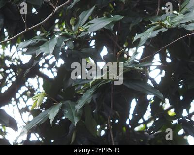 Frutta al burro (Diospyros blancoi) Foto Stock