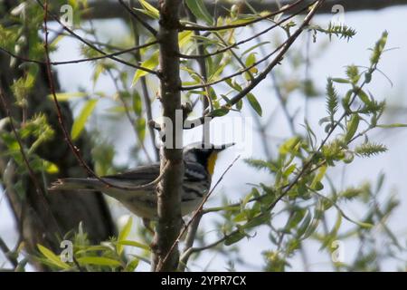 Giallo-throated trillo (Setophaga dominica) Foto Stock