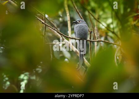 Ashy drongo Dicrurus leucophaeus uccello grigio in Dicruridae trovato in Asia, ombra di grigio, macchie bianche intorno all'occhio. Sottospecie borneana stigmatops hun Foto Stock