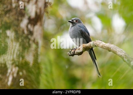 Ashy drongo Dicrurus leucophaeus uccello grigio in Dicruridae trovato in Asia, ombra di grigio, macchie bianche intorno all'occhio. Sottospecie borneana stigmatops hun Foto Stock