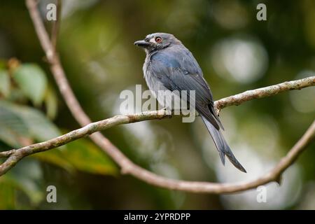 Ashy drongo Dicrurus leucophaeus uccello grigio in Dicruridae trovato in Asia, ombra di grigio, macchie bianche intorno all'occhio. Sottospecie borneana stigmatops hun Foto Stock