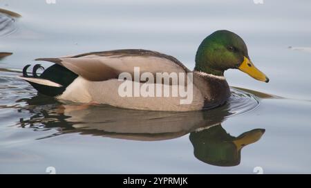 Mallard (Anas platyrhynchos) scattato a Corporation Park, Blackburn, Lancashire il 28 novembre 2024. Foto Stock