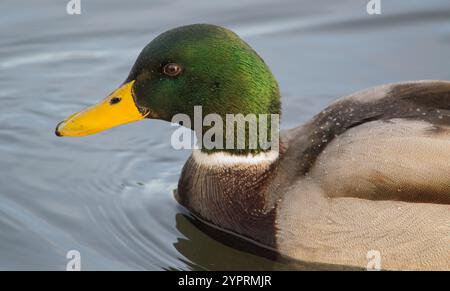 Mallard (Anas platyrhynchos) scattato a Corporation Park, Blackburn, Lancashire il 28 novembre 2024. Foto Stock