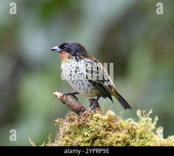 Tanager con gola rufica (Ixothraupis rufigula) Foto Stock