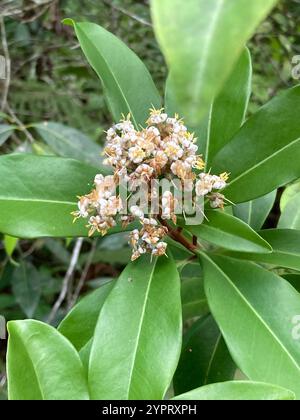 Mirtillo (Ardisia escallonioides) Foto Stock