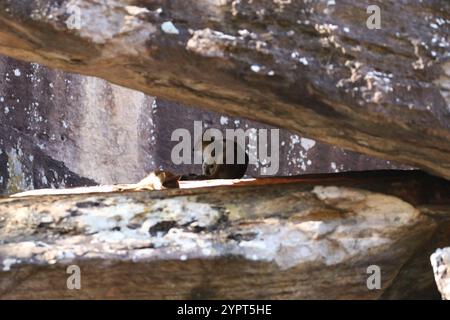 Wallaby orientale con orecchie corte (Petrogale wilkinsi) Foto Stock