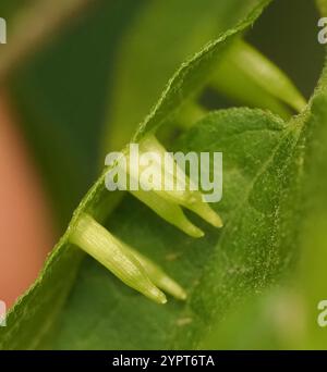 Gall Midge (Celticecis subulata) a forma di argilla Foto Stock