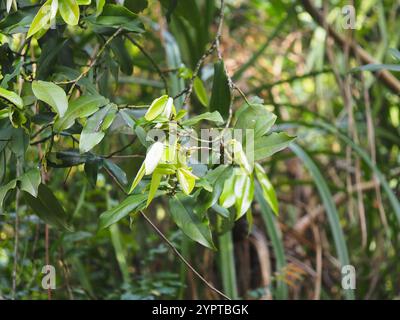 Frutta al burro (Diospyros blancoi) Foto Stock
