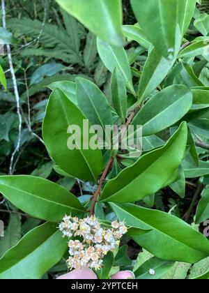 Mirtillo (Ardisia escallonioides) Foto Stock