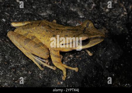 Rana comune del sud-est asiatico (Polipedate leucomystax) Foto Stock
