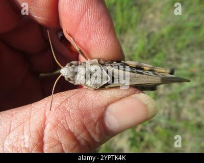 Grasshopper con ali di corallo (Pardalophora apiculata) Foto Stock