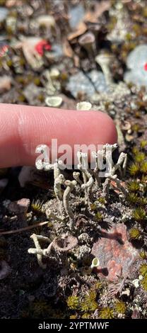 Tazza di mealy Pixie (Cladonia clorophaea) Foto Stock