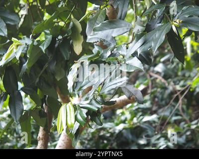 Frutta al burro (Diospyros blancoi) Foto Stock