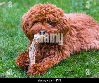 Cucciolo di Cavapoo (7 mesi) che mangia un osso. Foto Stock