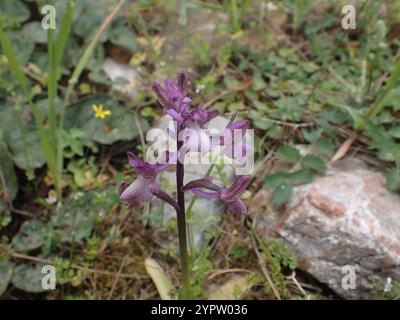 Orchidea siriana alata verde (Anacamptis morio syriaca) Foto Stock