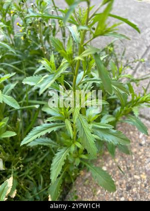 Erbaccia pepata della Virginia (Lepidium virginicum) Foto Stock