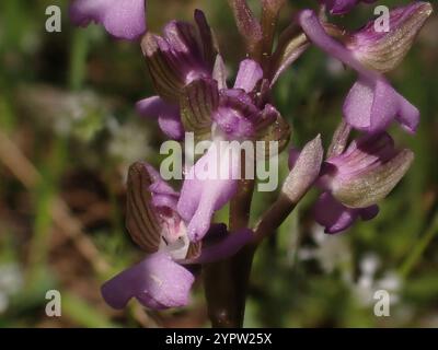 Orchidea siriana alata verde (Anacamptis morio syriaca) Foto Stock