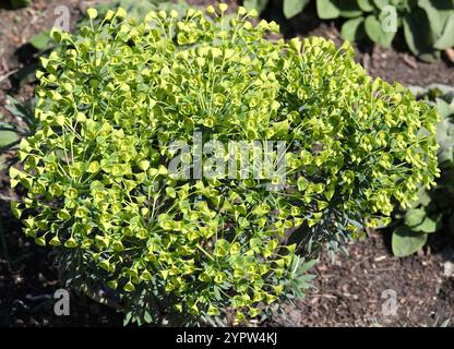 Mediterranean Spure o Albanese Spurga, Euphorbia characias subsp. Wulfenii, Euphorbiaceae. Dalla Francia meridionale all'Anatolia, Europa. Foto Stock