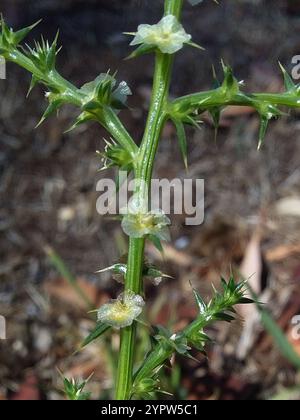 Cardo Russo meridionale (Salsola australis) Foto Stock