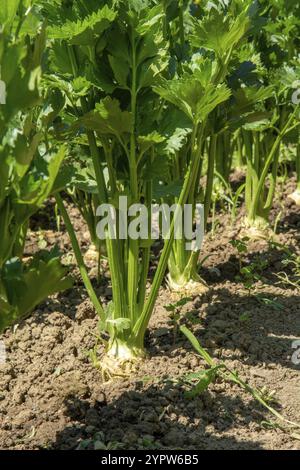 Fila di piante di sedano che crescono nell'orto. Il sedano è una pianta paludosa della famiglia delle Apiaceae Foto Stock