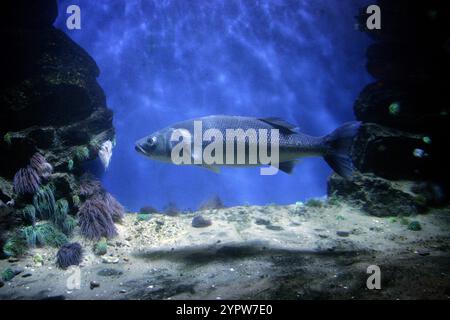 Mullet grigio dalle labbra spesse, Chelon labrosus, Mugilidae. È un pesce comune di coste poco profonde e riparate, estuari e intorno alle prese di corrente. Foto Stock