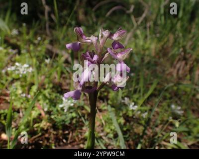 Orchidea siriana alata verde (Anacamptis morio syriaca) Foto Stock