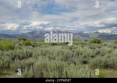 Long Valley vicino al lago Crowley, Mono County, California. STATI UNITI. Palude verde con montagna sullo sfondo durante l'estate nuvolosa Foto Stock