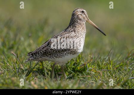 Snipe sudamericano, Gallinago paraguaiae, sull'Isola dei leoni marini, Isole Falkland. Foto Stock